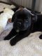 Cane Corso Puppies for sale in Pahrump, NV 89060, USA. price: NA