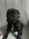 Cane Corso Puppies for sale in Cameron, NC 28326, USA. price: $2,000