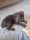 Cane Corso Puppies for sale in Phoenix, AZ, USA. price: $250