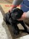 Cane Corso Puppies for sale in Royal City, WA 99357, USA. price: NA