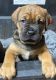 Cane Corso Puppies for sale in Yakima, WA, USA. price: $1,200