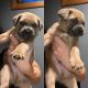 Cane Corso Puppies for sale in Sound Beach, NY, USA. price: NA