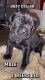 Cane Corso Puppies for sale in Providence, RI, USA. price: $1,500