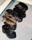 Cane Corso Puppies for sale in Freeport, NY 11520, USA. price: NA