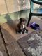 Cane Corso Puppies for sale in Machesney Park, IL, USA. price: $1,300