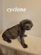 Cane Corso Puppies for sale in Schuyler Falls, NY 12985, USA. price: $1,500