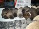 Cane Corso Puppies for sale in Cincinnati, OH, USA. price: $850