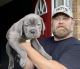 Cane Corso Puppies for sale in El Paso, TX, USA. price: NA