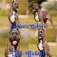 Cane Corso Puppies for sale in Willow Springs, MO 65793, USA. price: $800