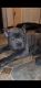 Cane Corso Puppies for sale in Klamath Falls, OR, USA. price: $3,000