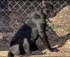 Cane Corso Puppies for sale in Rixeyville, VA 22737, USA. price: NA