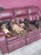 Cane Corso Puppies for sale in Warren, MI 48091, USA. price: NA