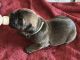Cane Corso Puppies for sale in Alta Loma, CA 91737, USA. price: $1,500