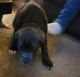 Cane Corso Puppies for sale in Columbia, PA, USA. price: $900