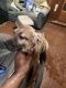 Cane Corso Puppies for sale in Mobile, AL, USA. price: $800
