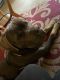 Cane Corso Puppies for sale in Harrisburg, PA, USA. price: NA