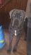 Cane Corso Puppies for sale in New Castle, PA, USA. price: $300