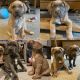 Cane Corso Puppies for sale in Sound Beach, NY, USA. price: $1,000