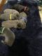 Cane Corso Puppies for sale in Lawrenceburg, TN, USA. price: $2,500