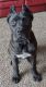 Cane Corso Puppies for sale in Sioux Falls, SD, USA. price: NA