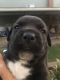 Cane Corso Puppies for sale in Pittsburgh, PA, USA. price: $1,400