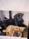 Cane Corso Puppies for sale in Lehigh Acres, FL, USA. price: NA