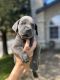 Cane Corso Puppies for sale in Bakersfield, CA, USA. price: $2,500