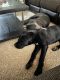 Cane Corso Puppies for sale in 51st Ave, Phoenix, AZ, USA. price: NA