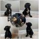 Cane Corso Puppies for sale in Oak Hills, CA 92344, USA. price: NA