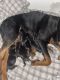 Cane Corso Puppies for sale in Tacoma, WA, USA. price: $1,000