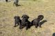 Cane Corso Puppies for sale in Pembroke, NC 28372, USA. price: $1,200
