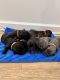 Cane Corso Puppies for sale in Mt. Juliet, TN, USA. price: $3,200