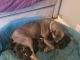 Cane Corso Puppies for sale in Early, TX 76802, USA. price: NA