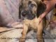 Cane Corso Puppies for sale in Waldorf, MD, USA. price: $750