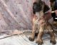 Cane Corso Puppies for sale in Waldorf, MD, USA. price: $1,150