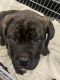 Cane Corso Puppies for sale in Citrus Heights, CA 95610, USA. price: NA