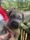 Cane Corso Puppies for sale in Union Point, GA 30669, USA. price: NA