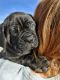 Cane Corso Puppies for sale in Bloomfield, NM 87413, USA. price: $1,500