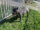 Cane Corso Puppies for sale in Fontana, CA, USA. price: $700
