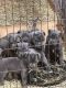 Cane Corso Puppies for sale in Houma, LA, USA. price: $1,000