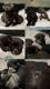 Cane Corso Puppies for sale in Glendale, CA, USA. price: $1,500