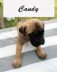 Cane Corso Puppies for sale in Lynchburg, VA, USA. price: $1,400