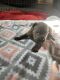 Cane Corso Puppies for sale in Norfolk, VA, USA. price: $2,000