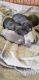 Cane Corso Puppies for sale in Los Angeles, CA, USA. price: $500