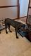 Cane Corso Puppies for sale in Silver Spring, MD, USA. price: NA