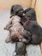 Cane Corso Puppies for sale in Pahrump, NV, USA. price: $1,500