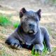Cane Corso Puppies for sale in 3340 Cauble Rd, Salisbury, NC 28144, USA. price: NA