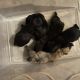 Cane Corso Puppies for sale in Valle Vista, CA 92544, USA. price: $2,500