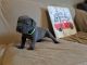 Cane Corso Puppies for sale in Jackson, GA 30233, USA. price: NA