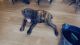 Cane Corso Puppies for sale in Citrus Heights, CA 95610, USA. price: $4,000